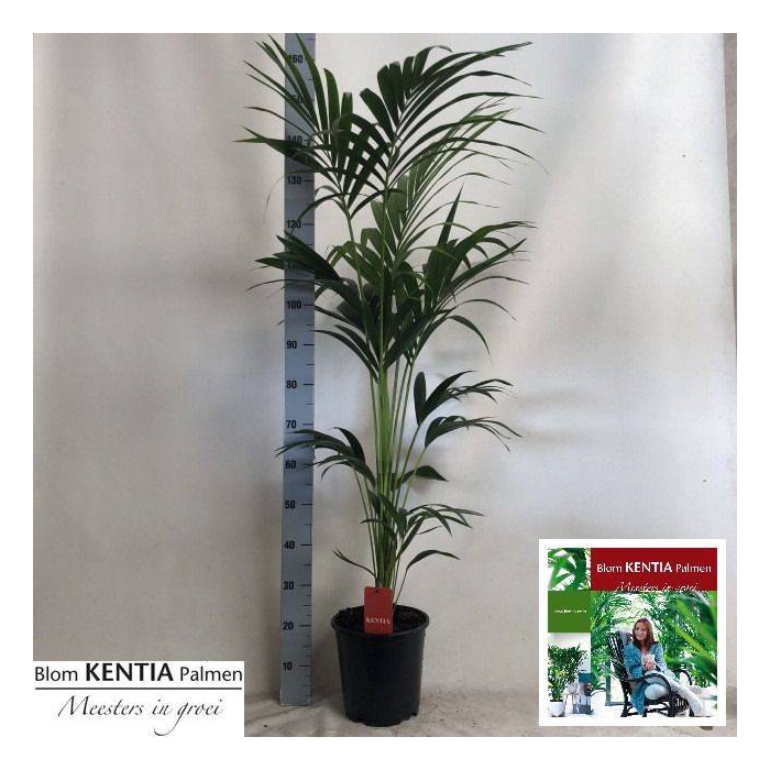 <h4>Howea forsteriana 24Ø 160cm 5pp</h4>