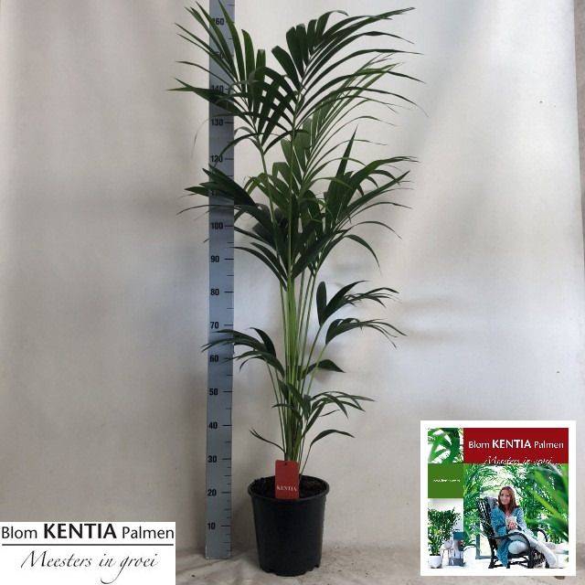 Howea forsteriana 24Ø 160cm 5pp
