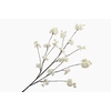 Prunus Peach Blossom White