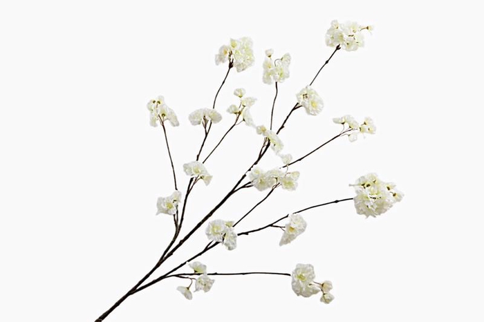 Prunus Peach Blossom White
