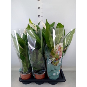 Spathiphyllum  'Bingo Cupido'