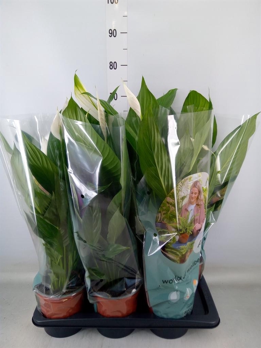 <h4>Spathiphyllum  'Bingo Cupido'</h4>