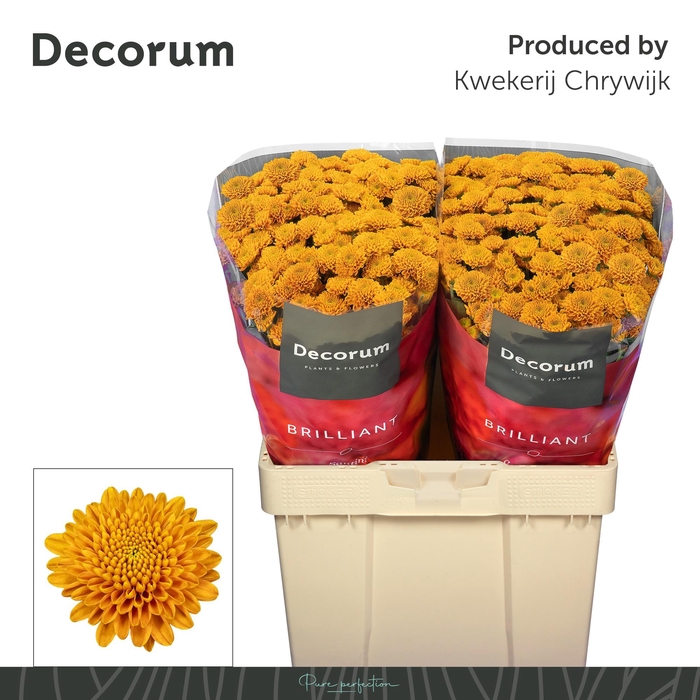 <h4>CHR S ELLISON ORANGE</h4>