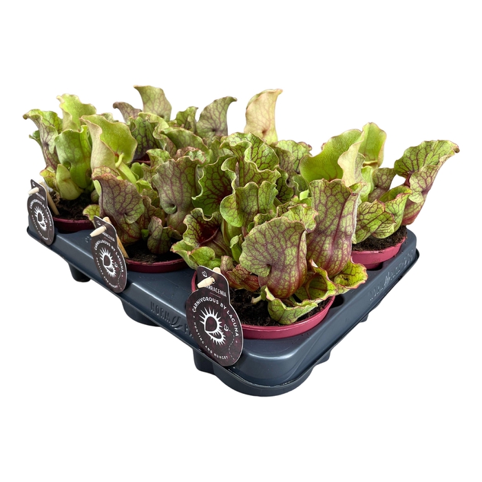 <h4>Sarracenia Clementina</h4>