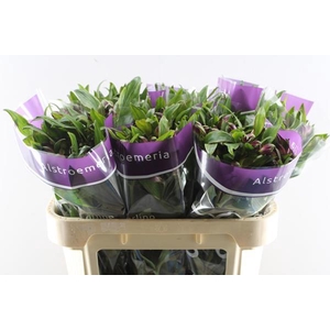 Alstr Carline (lila)