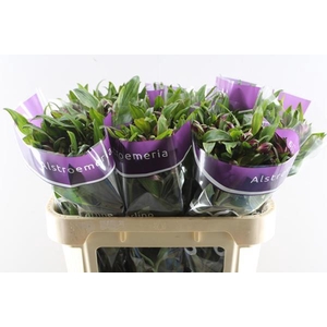 Alstr Carline (lila)