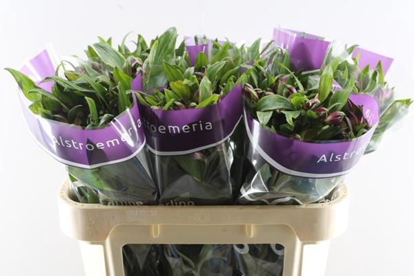 <h4>Alstr Carline (lila)</h4>