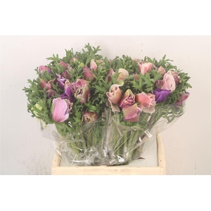 Anem Mistral Cenere Super