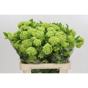 Viburnum Opulus Roseum