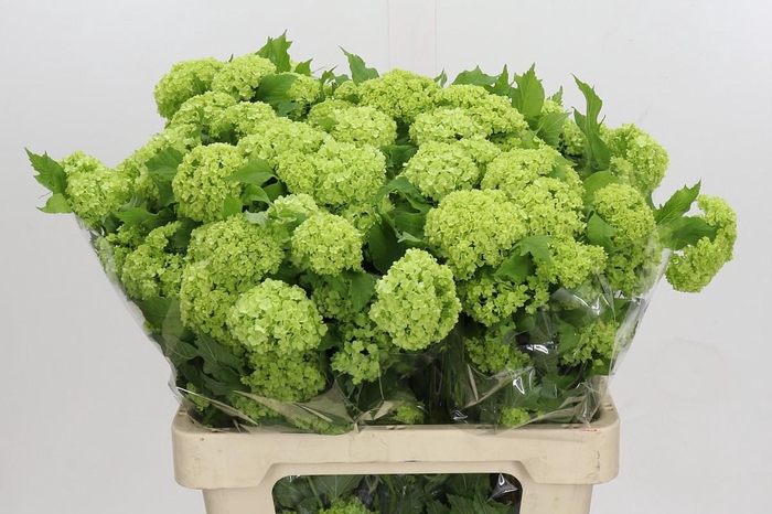 <h4>Viburnum Opulus Roseum</h4>