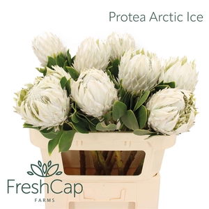 PROTEA CY AYOBA A IC