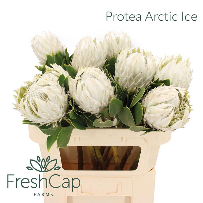 <h4>PROTEA CY AYOBA A IC</h4>