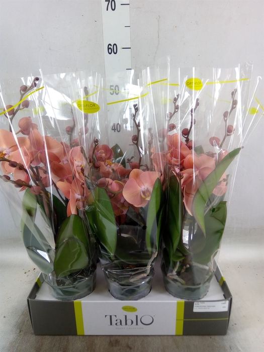 <h4>Phalaenopsis   ...rose</h4>