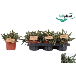 RHIPSALIS BACCIFERA
