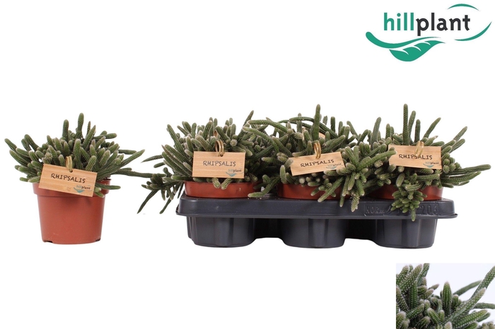 <h4>RHIPSALIS BACCIFERA</h4>