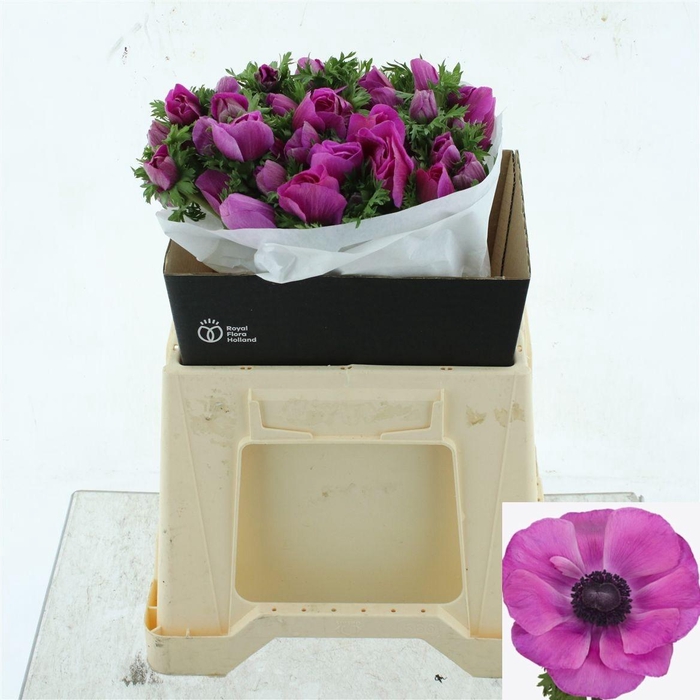 <h4>ANEM CO MIS + FUCSIA</h4>