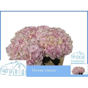 HYDR M CH VERENA CL