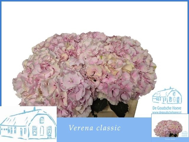 <h4>HYDR M CH VERENA CL</h4>