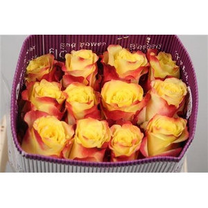 R Gr Hot Merengue+ Ec