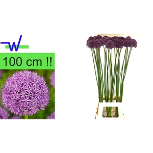 ALLIUM GLADIATOR