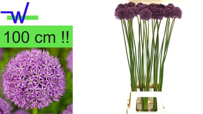 <h4>ALLIUM GLADIATOR</h4>