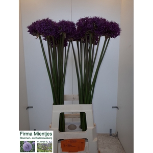 ALLIUM STATOS