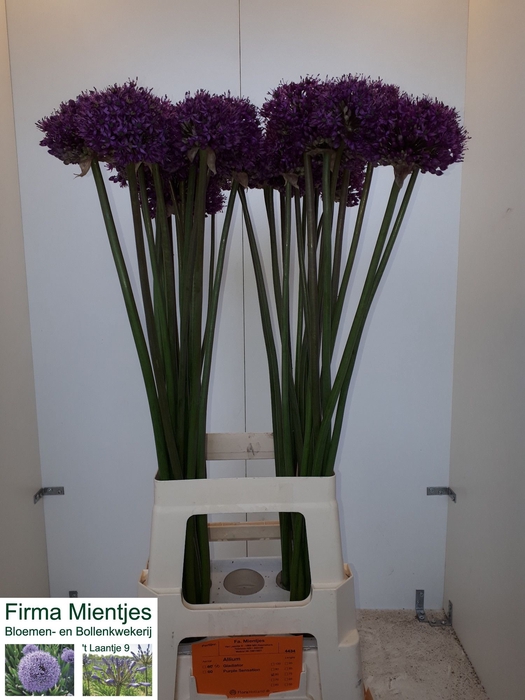<h4>ALLIUM STATOS</h4>