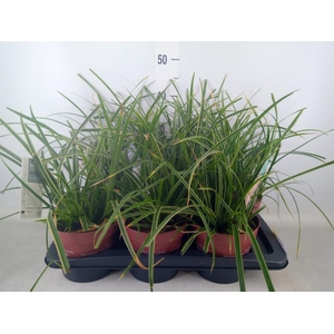 Carex morrowii 'Ice Dance'