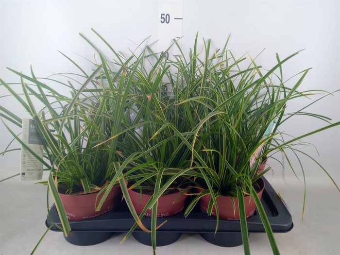 <h4>Carex morrowii 'Ice Dance'</h4>