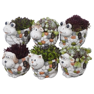 PTS7479 Arrangement Sempervivum in terracotta mix