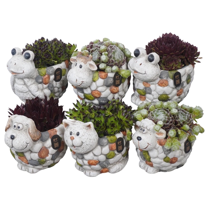 <h4>PTS7479 Arrangement Sempervivum in terracotta mix</h4>