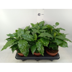Coffea arabica