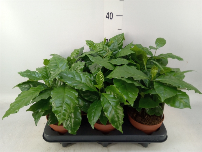 <h4>Coffea arabica</h4>
