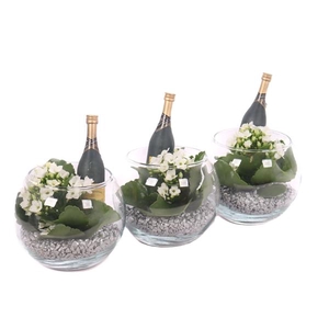 Opgemaakte kalanchoe boule glas met zilver grit en champ. fles