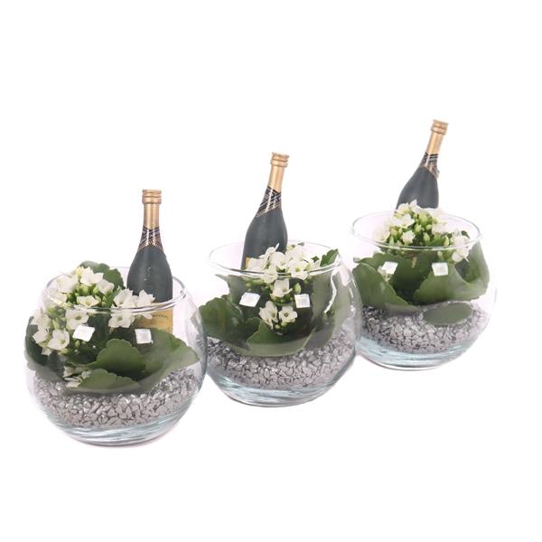 <h4>Opgemaakte kalanchoe boule glas met zilver grit en champ. fles</h4>