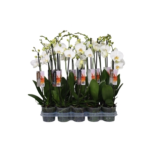 Phalaenopsis White, 2-spike 14+