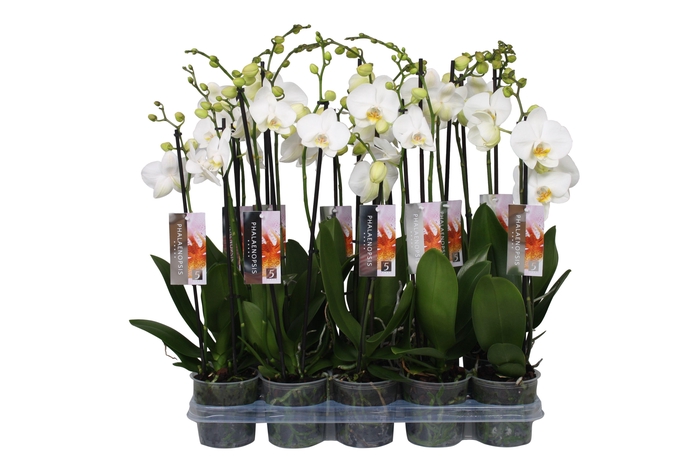 <h4>Phalaenopsis White, 2-spike 14+</h4>