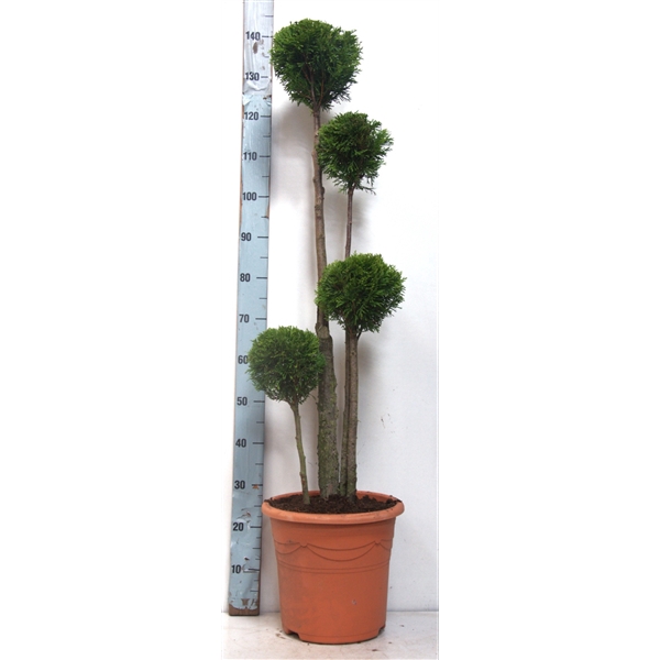 <h4>Thuja oc. Smaragd, Multibol 100-120 cm - deco</h4>