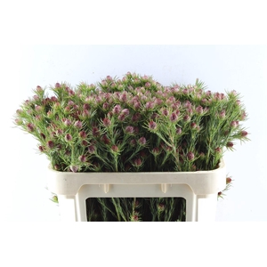 Leucad Jubilee Crown