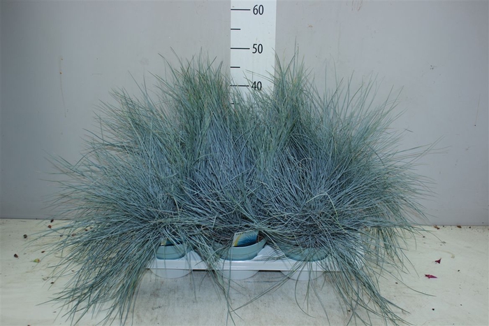 <h4>Festuca Gl. Intense Blue</h4>