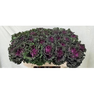 Brassica crane ruffle red
