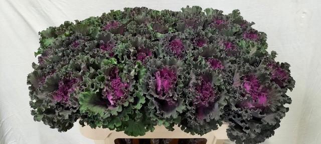 <h4>Brassica crane ruffle red</h4>
