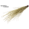 Birch 70cm 10stems per bunch Gold