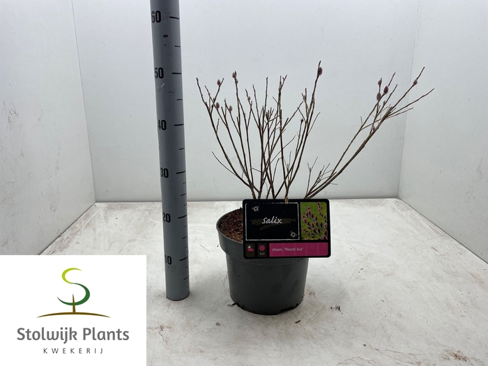 <h4>SALIX MT. ASO</h4>