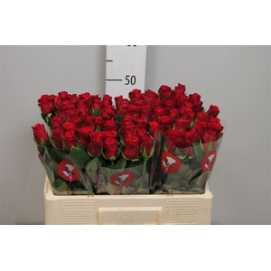 R Gr Red Ribbon