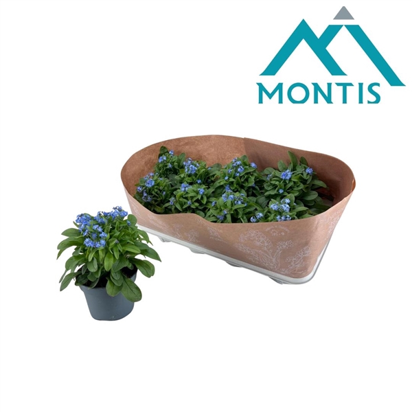 <h4>Myosotis "Lovely Memories" Laura Deep Blue 12 cm</h4>