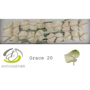 Anth A Grace 9 cm X20 Spek Flowers
