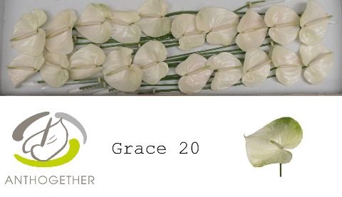 <h4>Anth A Grace 9 cm X20 Spek Flowers</h4>