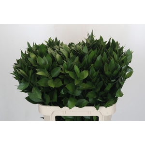RUSCUS HYPOPHYLLUM