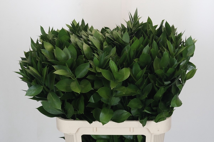 <h4>RUSCUS HYPOPHYLLUM</h4>
